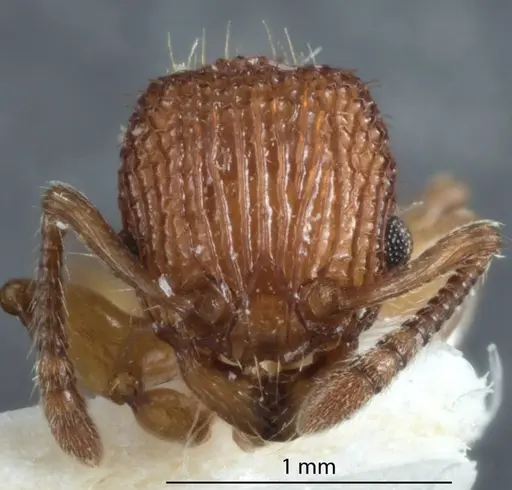 Podomyrma libra specimen