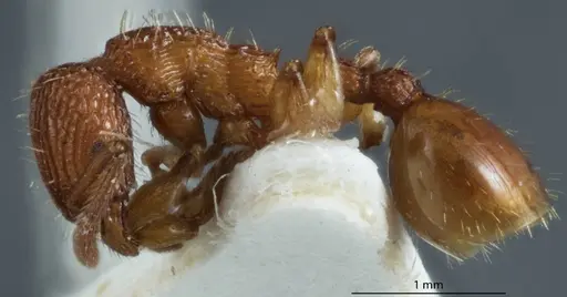 Podomyrma libra specimen