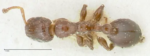 Podomyrma macrophthalma specimen
