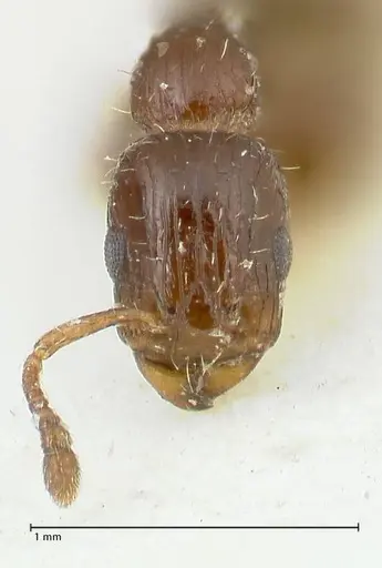 Podomyrma macrophthalma specimen