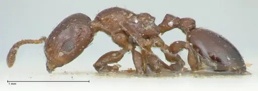 Podomyrma macrophthalma specimen
