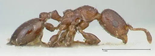 Podomyrma macrophthalma - FOCOL1965