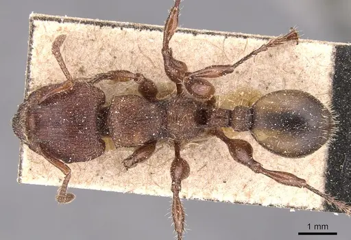 Podomyrma maculiventris specimen
