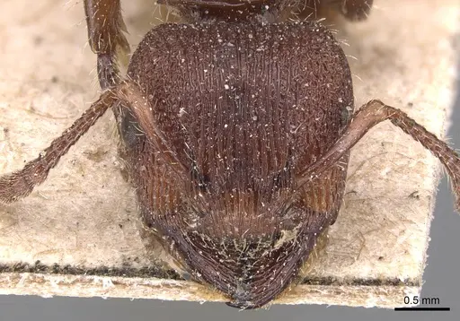 Podomyrma maculiventris specimen