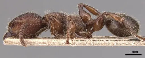 Podomyrma maculiventris specimen