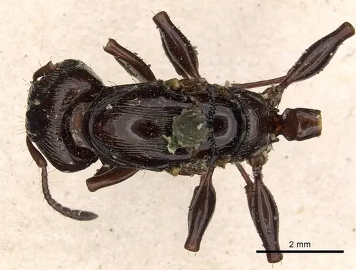 Podomyrma maligna specimen