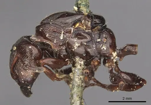 Podomyrma maligna specimen