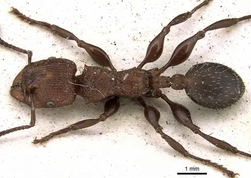 Podomyrma micans specimen