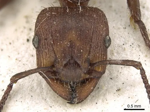 Podomyrma micans specimen