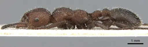 Podomyrma micans specimen