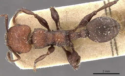 Podomyrma micans - CASENT0908975