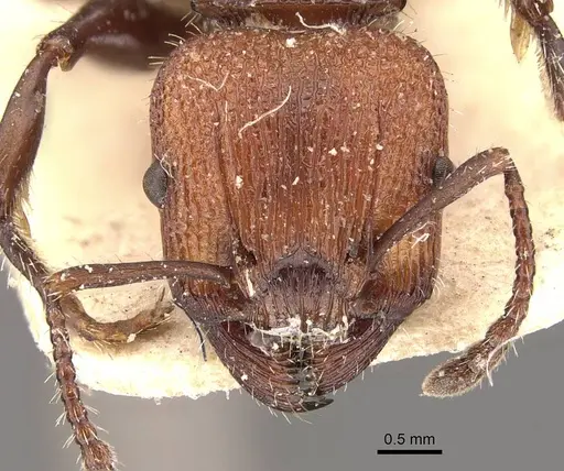 Podomyrma micans - CASENT0908975