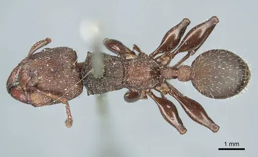 Podomyrma micans - CASENT0919739