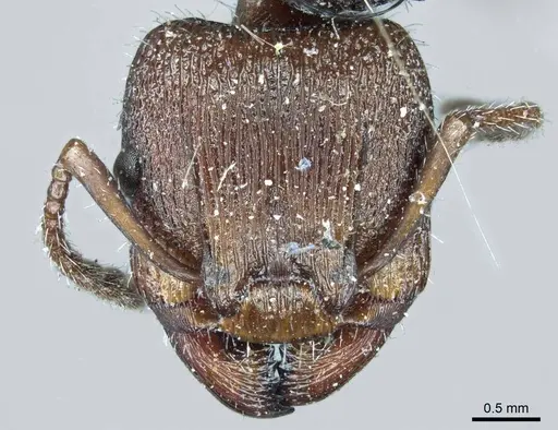 Podomyrma micans - CASENT0919739