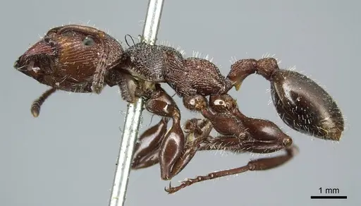 Podomyrma micans - CASENT0919739