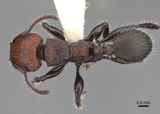 Podomyrma micans - CASENT0922813