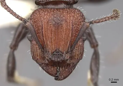 Podomyrma micans - CASENT0922813