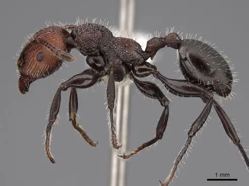 Podomyrma micans - CASENT0922813