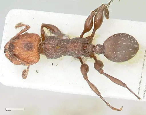 Podomyrma micans - FOCOL1979