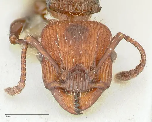 Podomyrma micans - FOCOL1979