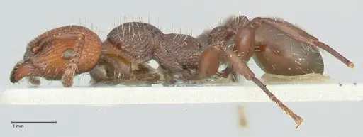 Podomyrma micans - FOCOL1979