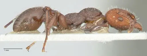 Podomyrma micans - FOCOL1979