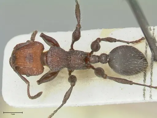 Podomyrma micans - FOCOL1989