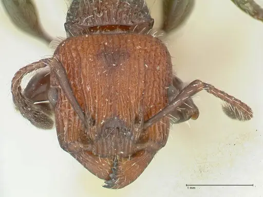 Podomyrma micans - FOCOL1989