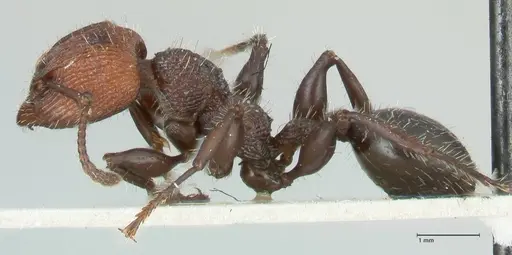 Podomyrma micans - FOCOL1989