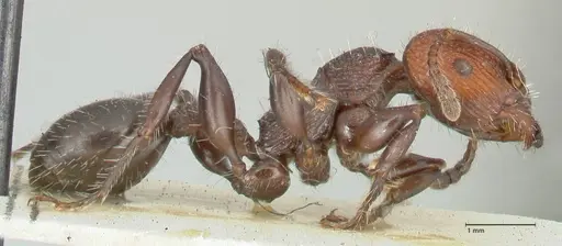 Podomyrma micans - FOCOL1989