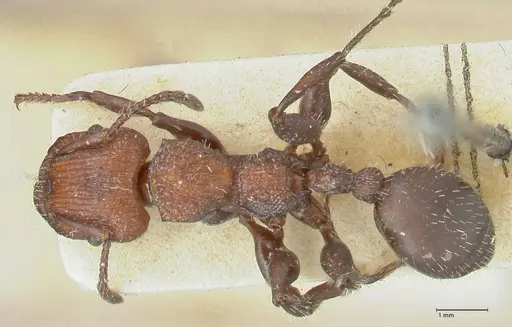 Podomyrma micans - FOCOL1990