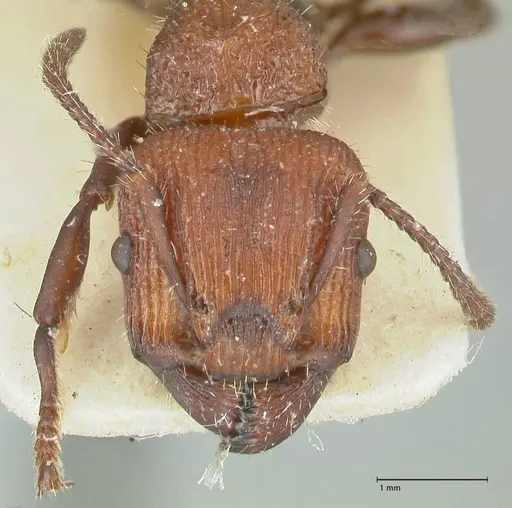 Podomyrma micans - FOCOL1990