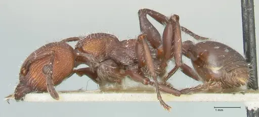 Podomyrma micans - FOCOL1990