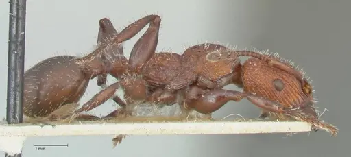 Podomyrma micans - FOCOL1990