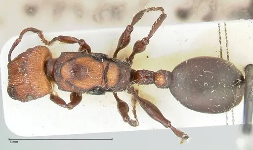 Podomyrma micans - FOCOL1991