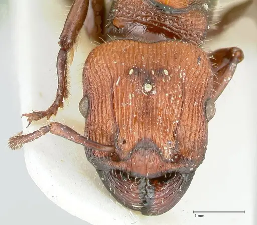 Podomyrma micans - FOCOL1991