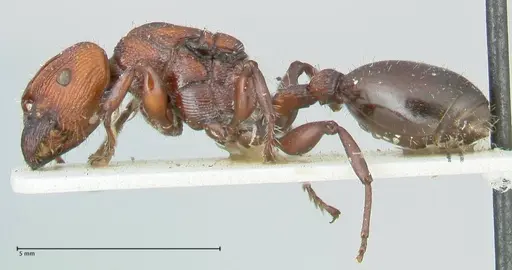 Podomyrma micans - FOCOL1991