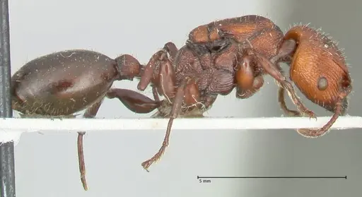 Podomyrma micans - FOCOL1991