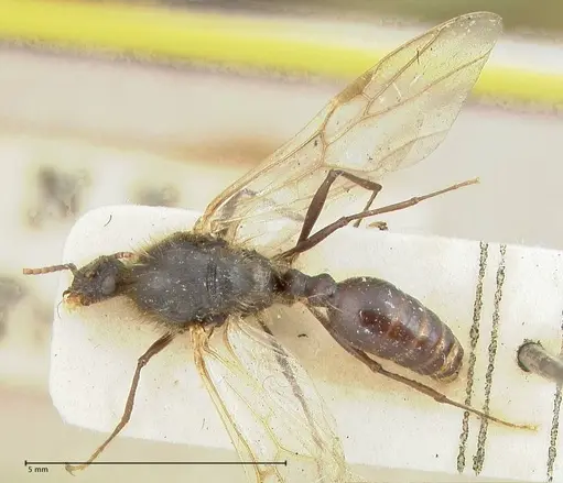 Podomyrma micans - FOCOL1992