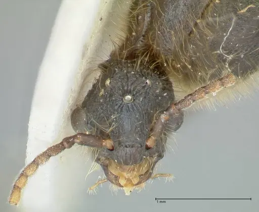 Podomyrma micans - FOCOL1992