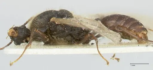 Podomyrma micans - FOCOL1992