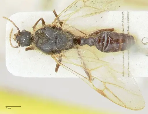 Podomyrma micans - FOCOL1993