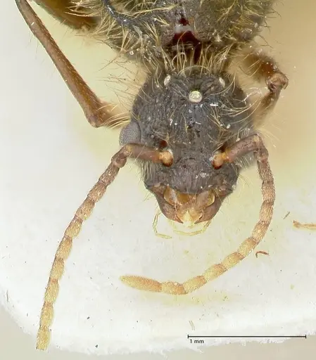 Podomyrma micans - FOCOL1993