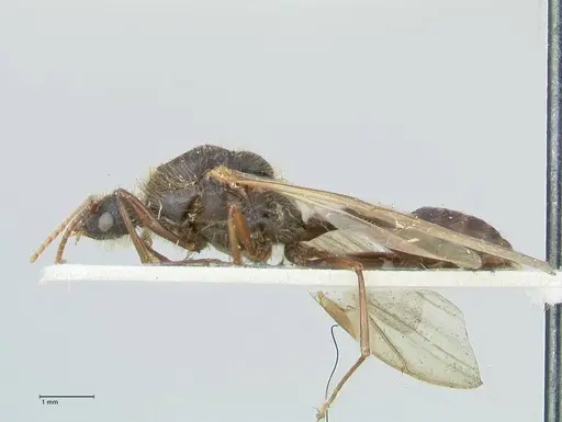 Podomyrma micans - FOCOL1993