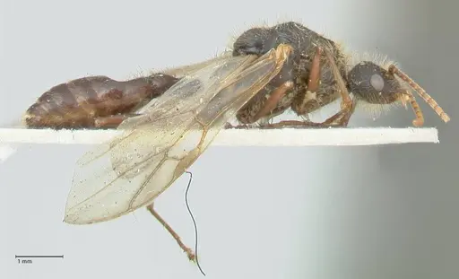 Podomyrma micans - FOCOL1993