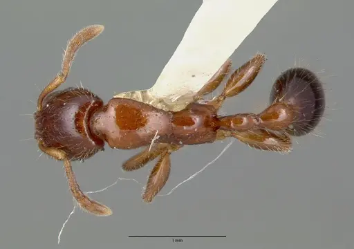 Podomyrma minor specimen