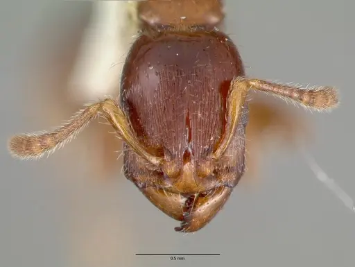 Podomyrma minor specimen