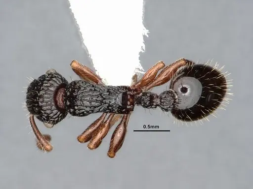 Podomyrma mjobergi specimen
