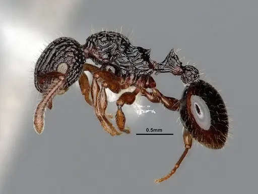 Podomyrma mjobergi specimen