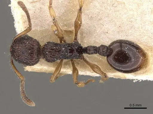 Podomyrma mjobergi - CASENT0908961